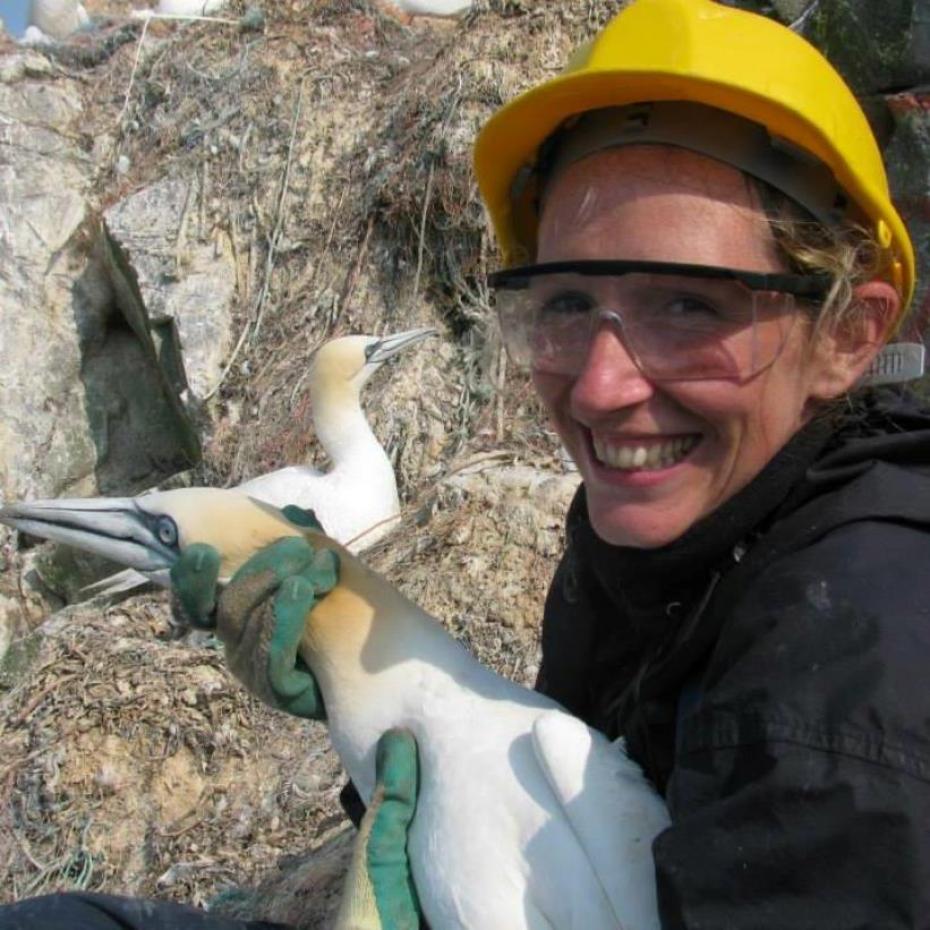 Successful study gives positive outlook for Alderney’s seabirds