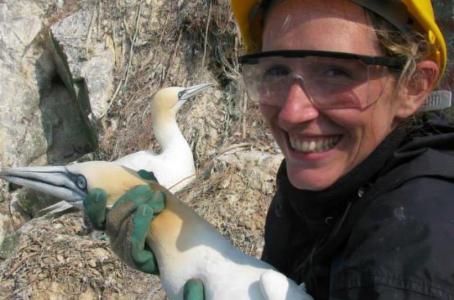Successful study gives positive outlook for Alderney’s seabirds